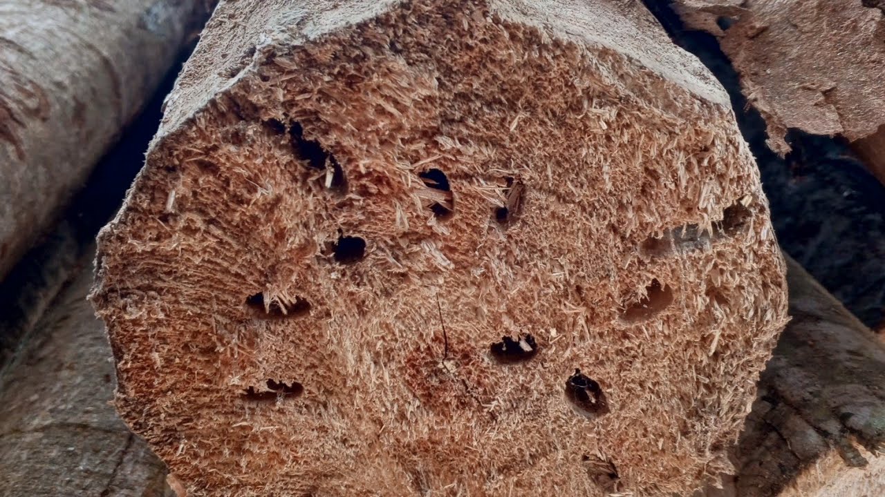 Kayu Biasa