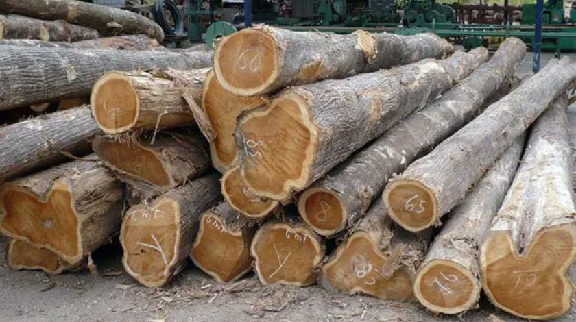 Kayu Berkualitas